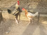 Japanisches Bantam — Foto 4