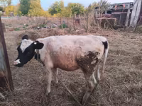 گاو ماده, گاو — عکس 1