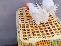 Chickens — عکس 1