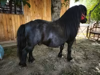 公马, Horses — 照片 2