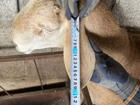 Beran, Afghan Arabi sheep — foto 4