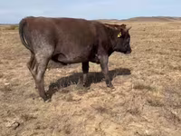 ወንድ በሬ, Kazakh White-headed cow — ፎቶ 4
