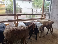 میش, Rhon sheep — عکس 3