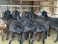 የጎትት አውራ በግ, Sheep — ፎቶ 4
