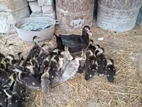 Ducks — 写真 2