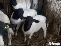 Schafe (Partie, Geschlecht nicht angegeben), Dorper sheep — Foto 3