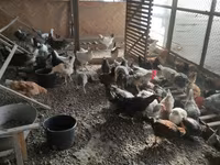 Chickens — zdjęcie 4