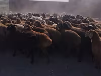 Kambing jantan, Sheep — foto 2