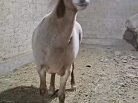 قوچ, گوسفند — عکس 6