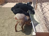 ஆண் ஆடு, Rhon sheep — புகைப்படம் 1
