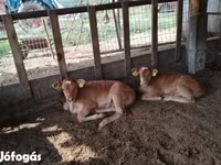 Krava, Simmental cattle — fotografija 3