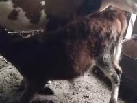 Kuh, Simmental cattle — Foto 3