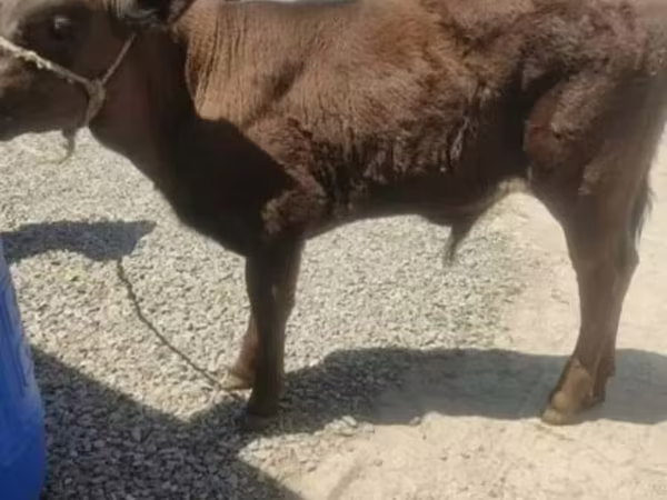 Bull, Cattle — Armenia