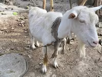 Capră, Fergana goat — foto 1