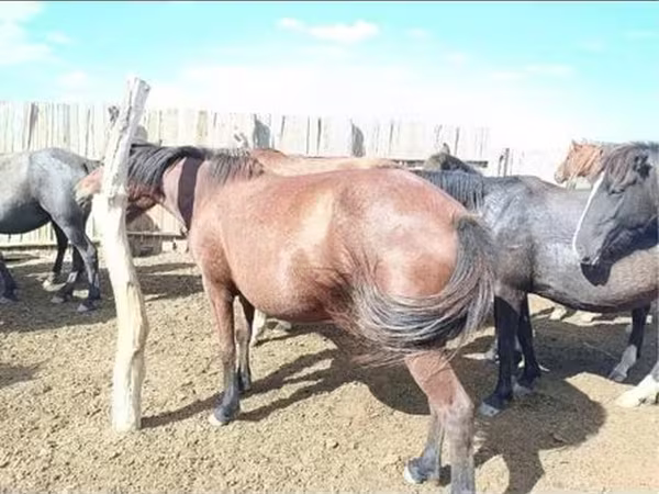 암말, Kazakh horse
