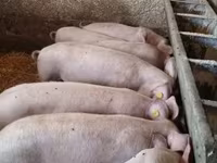 Beer, Varkens — foto 2