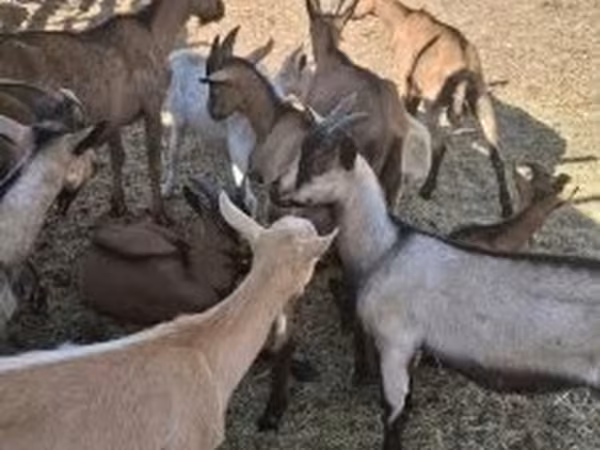 بز (گروه، جنسیت مشخص نشده), Alpine goat