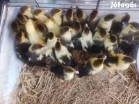 Ducks — fotografija 1