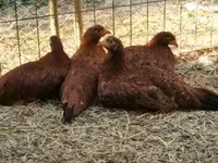 Chickens — foto 5