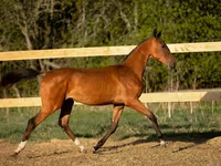 Horse (M), Akhal-Teke — photo 4