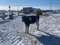 Lembu betina, Russian Black pied cattle — foto 3