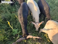 Bagge, Racka sheep — foto 3