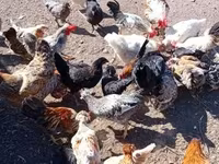 Danish hen — photo 2