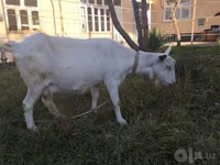 แพะตัวเมีย, Saanen goat — รูปภาพ 3