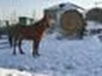 Iapă, Kazakh horse — foto 4