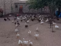 Ducks — عکس 5