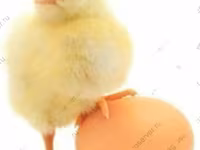 Chickens — 5-сурет