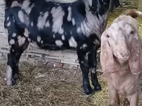 بز نر, Kamori goats — عکس 3
