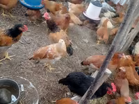 Chickens — φωτογραφία 8