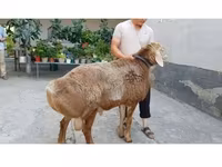 قوچ, Arashan sheep — عکس 3