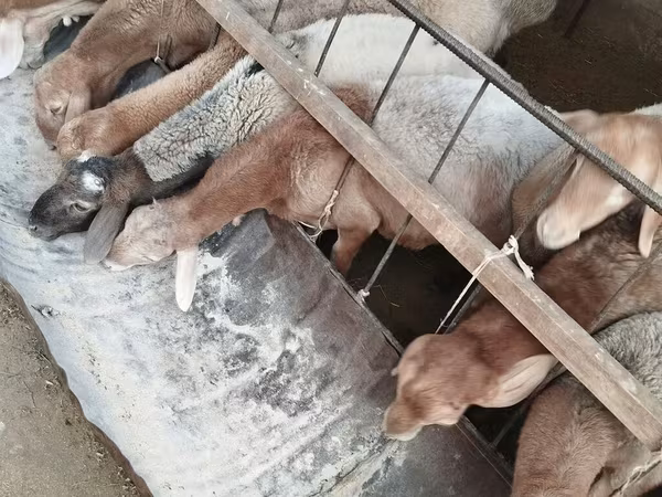 بھیڑ, بھیڑیں