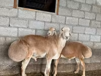 Beran, Afghan Arabi sheep — foto 2