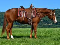 ม้าตัวผู้, Quarter Horse — รูปภาพ 3