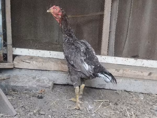 Chickens