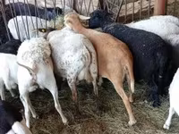 Biri-biri betina, Sheep — foto 5