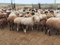 Brebis, Dorper sheep — photo 5