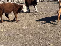 گائے, Simmental cattle — تصویر 4