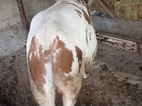 황소, Simmental cattle — 사진 3
