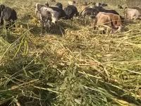Bou, Bovine — foto 5
