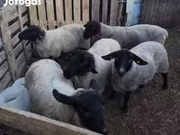 Schaf, White Suffolk sheep — Foto 3