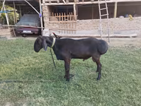 Ovan, Edilbay sheep — fotografija 3