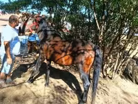 Kuda betina, Horses — foto 4