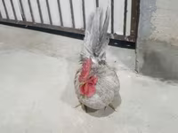 Chickens — รูปภาพ 2