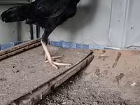 Chickens — புகைப்படம் 1
