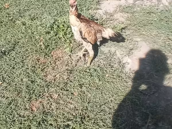 Chickens