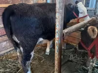 گاو ماده, Russian Black pied cattle — عکس 1
